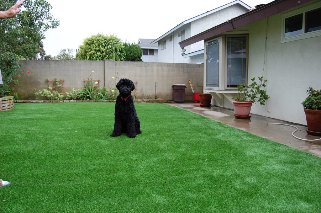 Synthetic Lawn Pet Turf El Cajon, Top Rated Artificial Grass Installation for Dogs