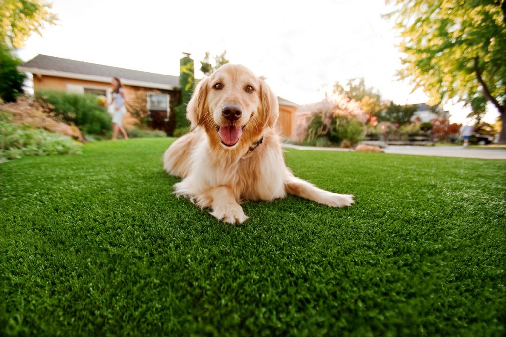 Synthetic Grass For Dogs El Cajon,