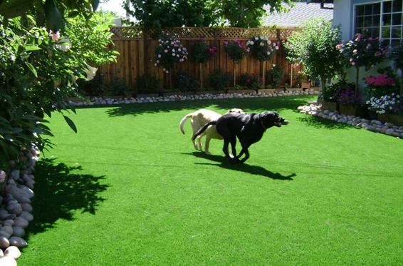 5 Tips To Clean Your Artificial Grass While Having Dogs El Cajon