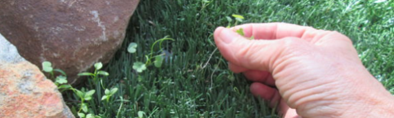 ▷5 Tips To Control Artificial Grass Weed El Cajon