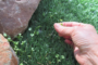 5 Tips To Control Artificial Grass Weed El Cajon