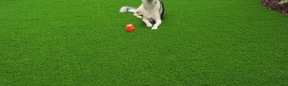 ▷7 Tips To Install Artificial Grass To Create Pet Yards In El Cajon