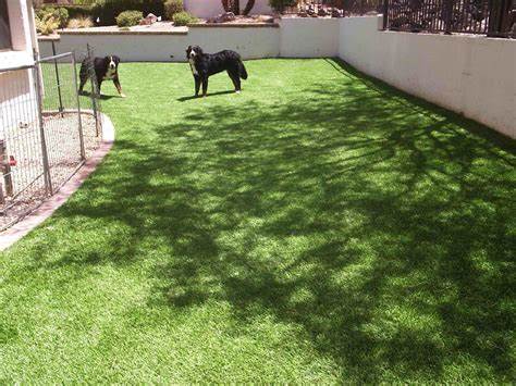 5 Tips To Clean Cat Waste From Artificial Turf In El Cajon