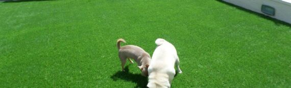 ▷5 Tips To Maintain Your Artificial Turf While Having Pets In El Cajon