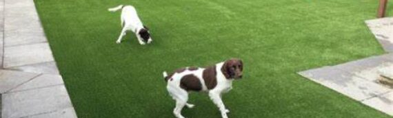 ▷5 Reasons That Artificial Grass Provides Safe Surface For Pets In El Cajon