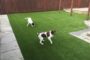 5 Reasons That Artificial Grass Provides Safe Surface For Pets In El Cajon